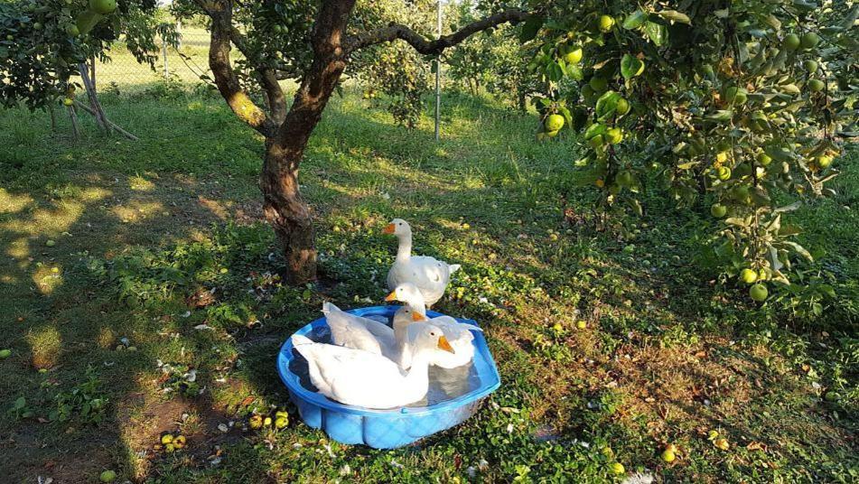 Bed And Breakfast - Die Aelplersuit Fuer Backpackers Im Berghuesli Linthal Dış mekan fotoğraf